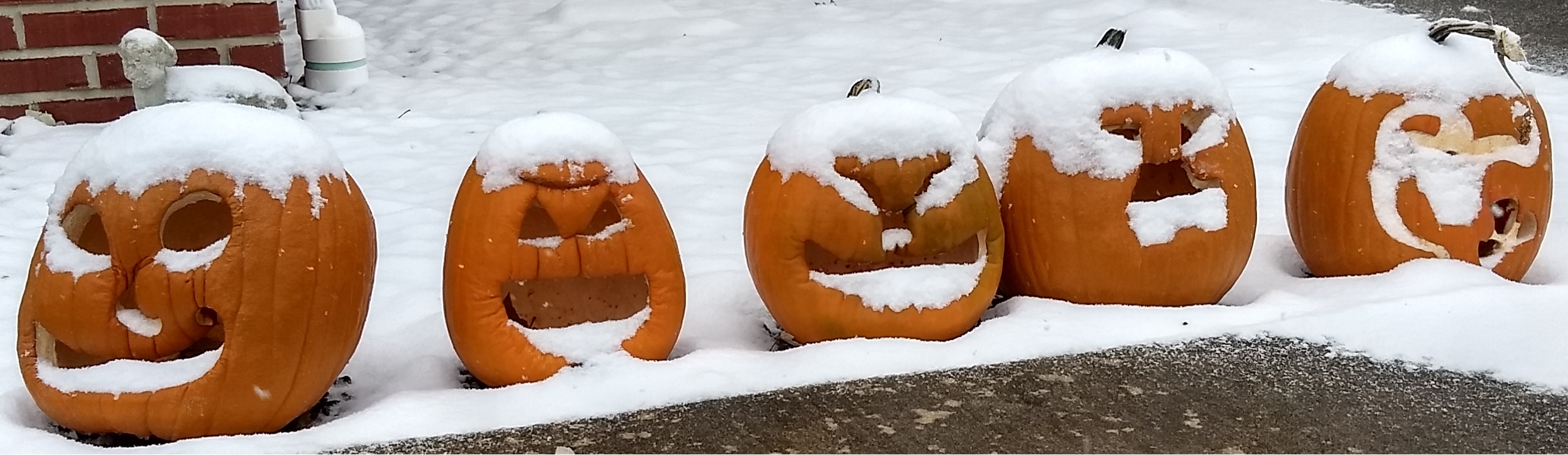 JackOLanternsNextDay