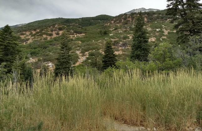 View from lower end of trail